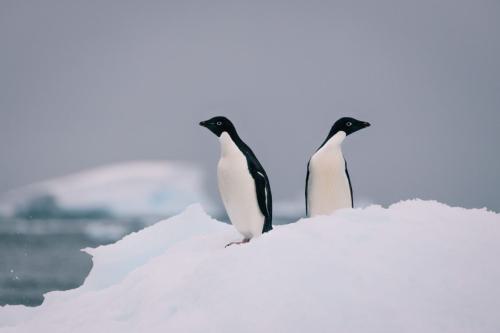 Antarktis_365