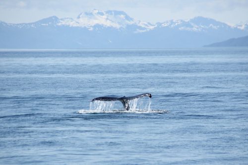 USA_1160